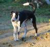 Mešanec Border Collie - Hrt