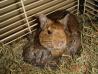 Degu (Octodon degus )