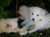 mladiči, samojed, 3 samičke