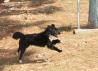 Border Collie mešanček mladič