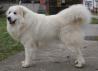 Pyrenean mountain dog with pedigree