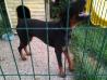 Doberman Don