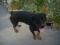 pes rottweiler