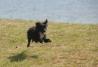 Border Collie mešanček mladič